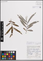 Foto von Salix eleagnos Scop.